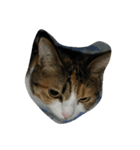 猫猫（個別スタンプ：2）