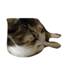猫猫（個別スタンプ：4）