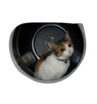 猫猫（個別スタンプ：5）