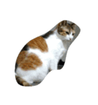 猫猫（個別スタンプ：6）