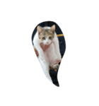 猫猫（個別スタンプ：7）