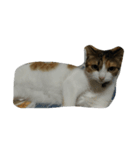 猫猫（個別スタンプ：8）