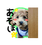 ずっと実写(犬ver)（個別スタンプ：24）