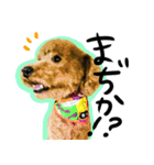 ずっと実写(犬ver)（個別スタンプ：27）