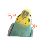 セキセイインコのはなちゃん（個別スタンプ：1）