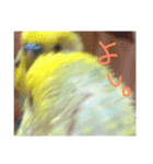 セキセイインコのはなちゃん（個別スタンプ：3）