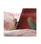 セキセイインコのはなちゃん（個別スタンプ：4）