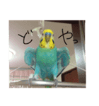 セキセイインコのはなちゃん（個別スタンプ：6）
