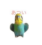 セキセイインコのはなちゃん（個別スタンプ：7）