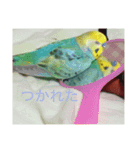 セキセイインコのはなちゃん（個別スタンプ：8）
