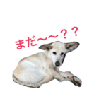 愛犬クーちゃん（個別スタンプ：1）