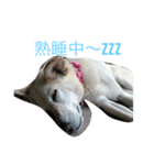 愛犬クーちゃん（個別スタンプ：2）
