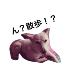 愛犬クーちゃん（個別スタンプ：3）