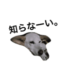 愛犬クーちゃん（個別スタンプ：4）