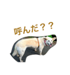愛犬クーちゃん（個別スタンプ：5）