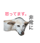 愛犬クーちゃん（個別スタンプ：6）