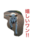愛犬クーちゃん（個別スタンプ：8）