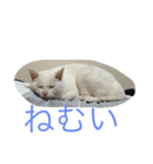ラムネちゃんの日常（個別スタンプ：6）