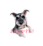 うちのロイ（個別スタンプ：1）