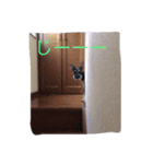 うちのロイ（個別スタンプ：2）
