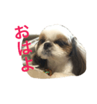 うちのシーズー（レオン編（個別スタンプ：1）