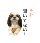 うちのシーズー（レオン編（個別スタンプ：2）