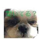 うちのシーズー（レオン編（個別スタンプ：4）