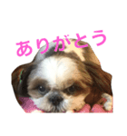 うちのシーズー（レオン編（個別スタンプ：8）