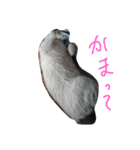 わたしのネコ（個別スタンプ：2）