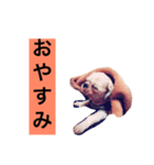 ココ（個別スタンプ：1）