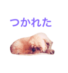 ココ（個別スタンプ：2）