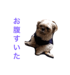 ココ（個別スタンプ：3）
