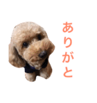 ココ（個別スタンプ：4）