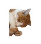 うちのねこちん（個別スタンプ：8）