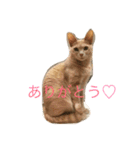 グーコ＆べべstamp（個別スタンプ：5）