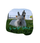 動物挨拶（個別スタンプ：2）