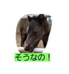 動物挨拶（個別スタンプ：3）