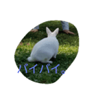 動物挨拶（個別スタンプ：4）