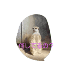 動物挨拶（個別スタンプ：5）