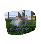 動物挨拶（個別スタンプ：6）