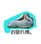 動物挨拶（個別スタンプ：7）