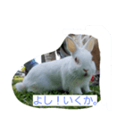 動物挨拶（個別スタンプ：8）