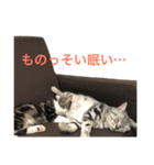 たぶすけフレンズ（個別スタンプ：3）