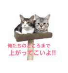 たぶすけフレンズ（個別スタンプ：4）