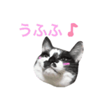 こなすたんぷ（個別スタンプ：12）