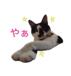 こなすたんぷ（個別スタンプ：13）