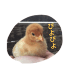 しあわせたまご（個別スタンプ：1）