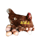 しあわせたまご（個別スタンプ：4）