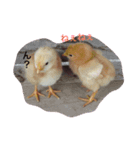 しあわせたまご（個別スタンプ：5）