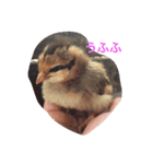 しあわせたまご（個別スタンプ：6）